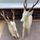 Pair Of Large Wooden Deer One Standing And One Sitting