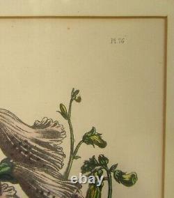 Paire d'antiques cadres profonds en bois sculpté d'art populaire avec des impressions botaniques florales d'iris